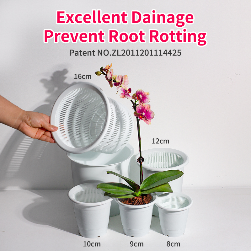 Echeveria Succulent - Double Wall Orchid Pot Succulents Pot
